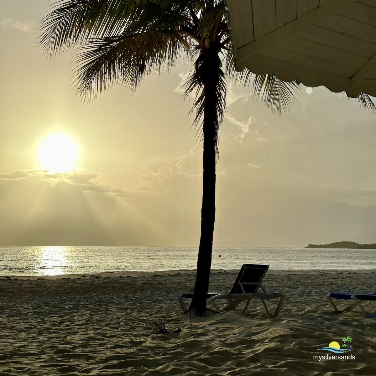 morning swim coconut tree