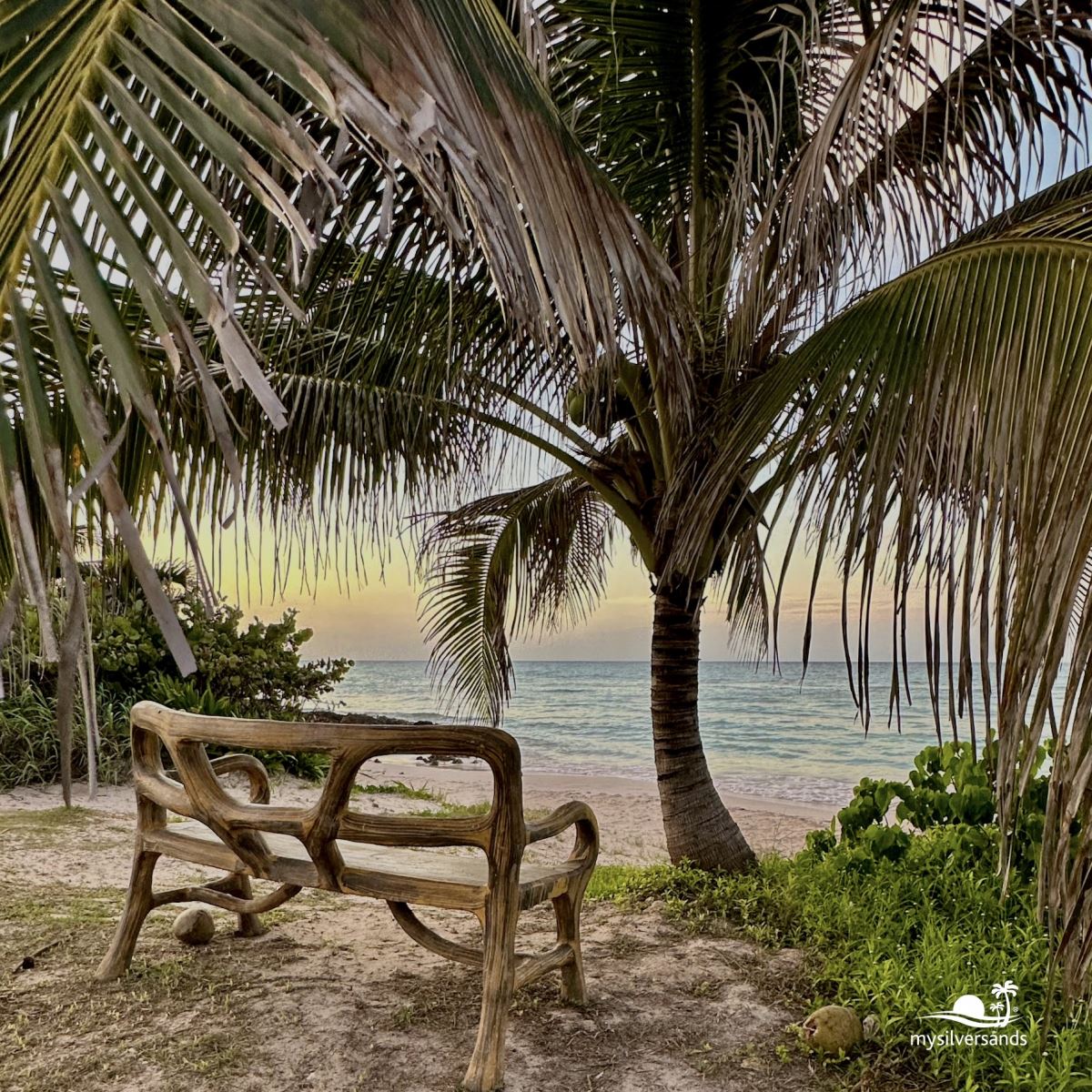 west beach bench and coconut tree