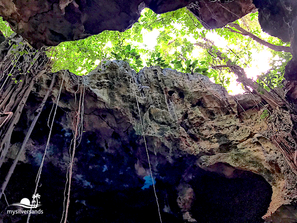 trees up from cave