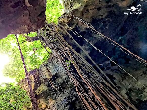 trees growing up through roof of cave