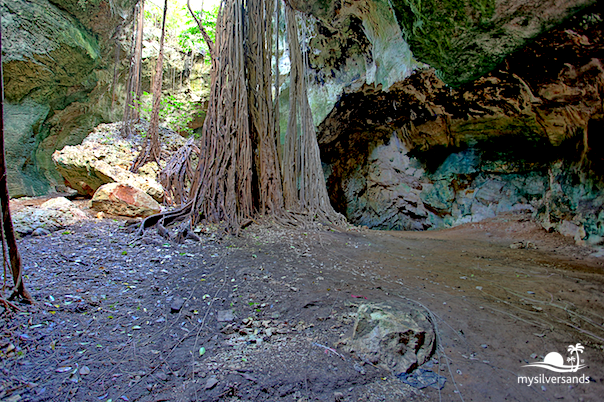 tree rots in second chamber