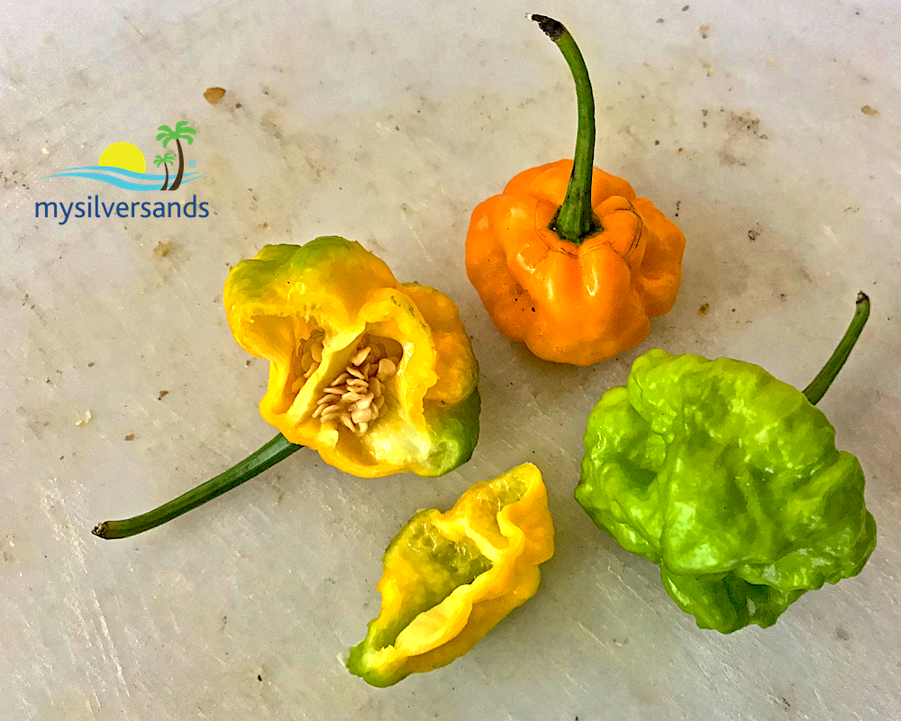 scotch bonnet peppers