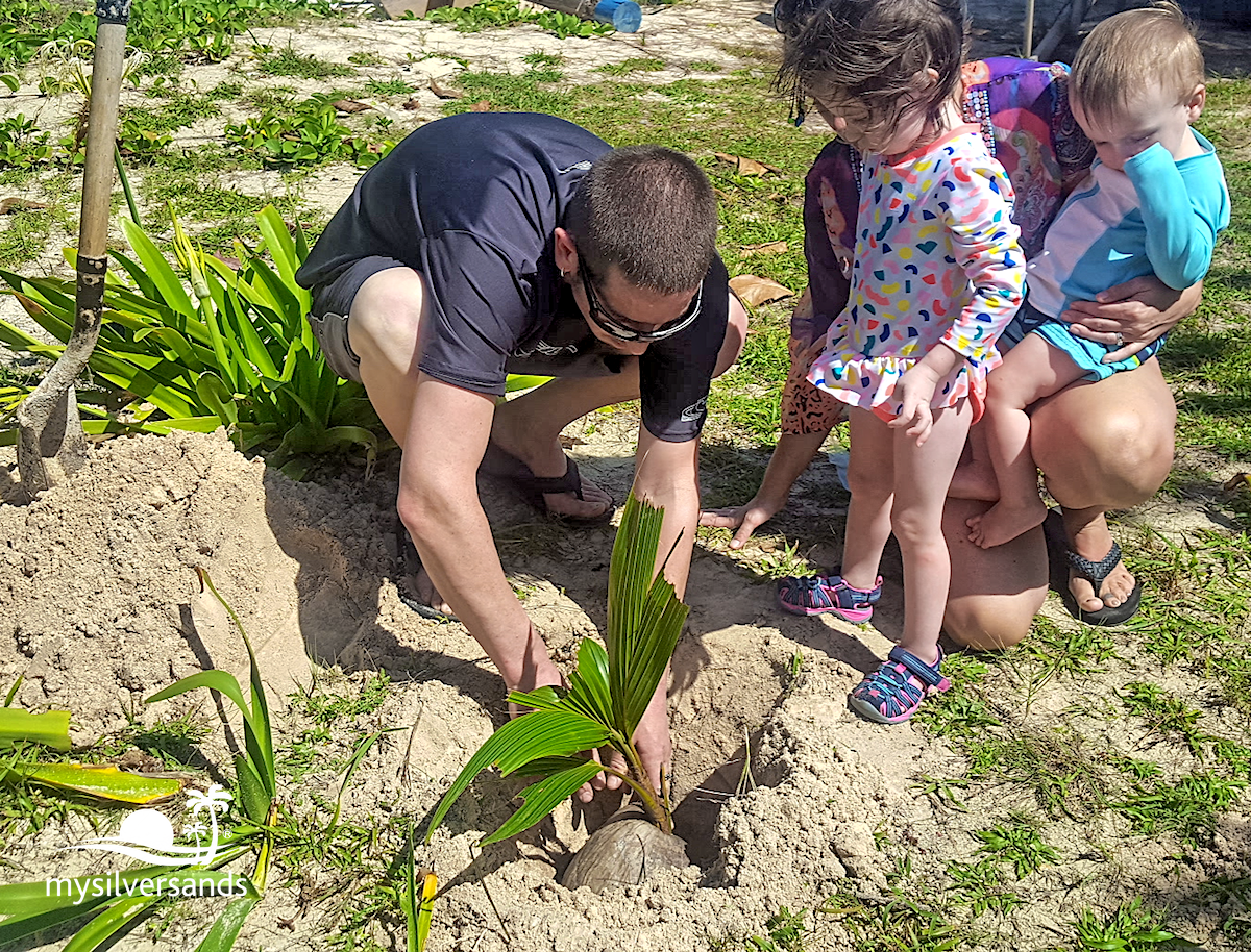 covering up the plant with sand