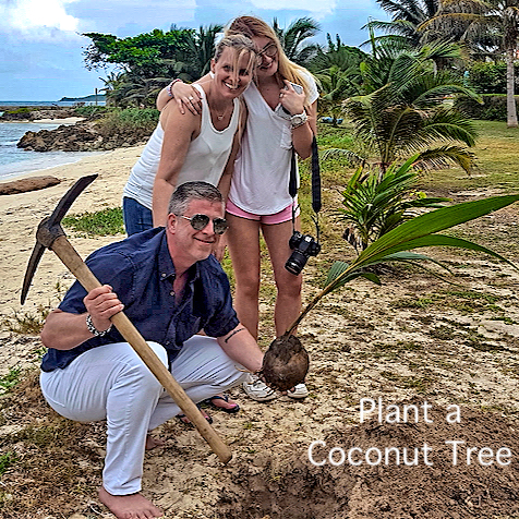 plant a coconut tree