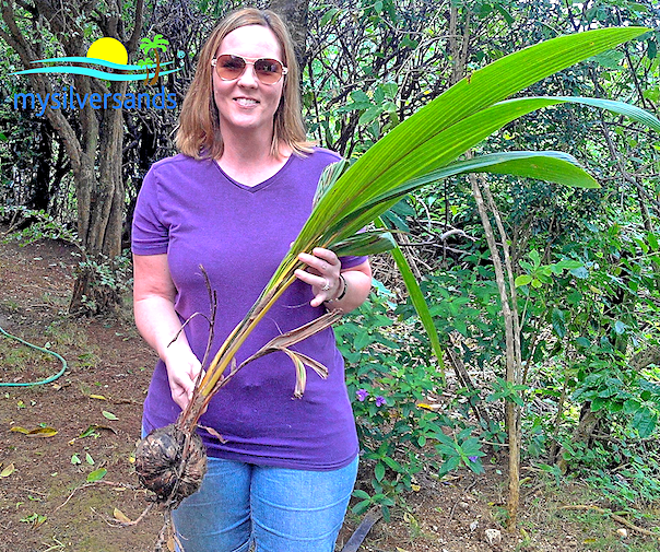 holding the coconut tree seedling, ready for planting