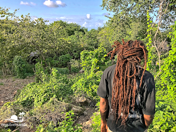 rasta walking his ground