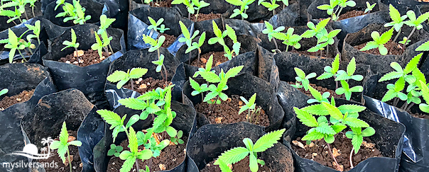 seedlings