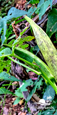 okras on the tree