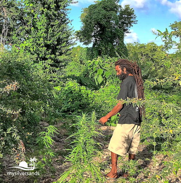 rasta walking the ground farm