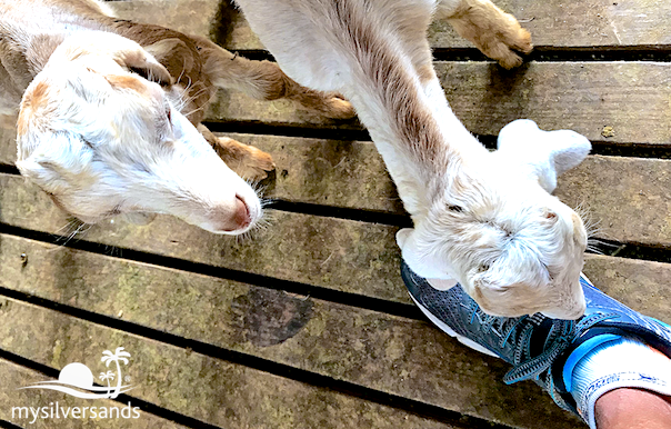 goats sniffing shoe