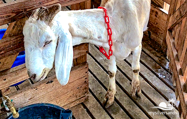 goat in shed drinking water