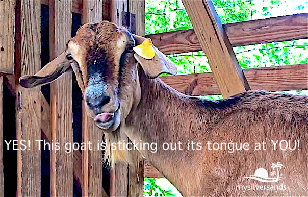 goat sticking out its tongue