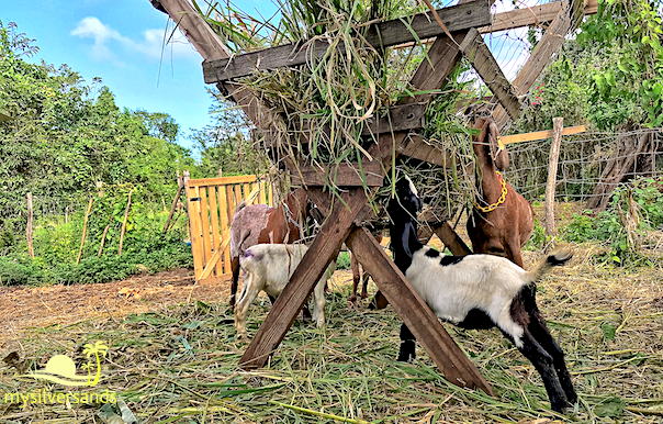 goats eating at feeding station