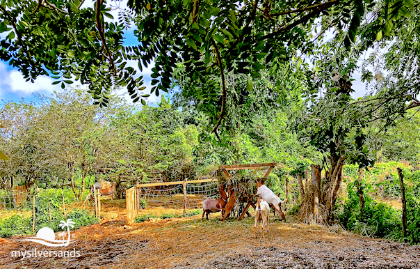goat playground and feeding post