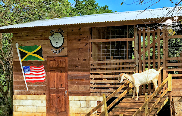 goat accommodation