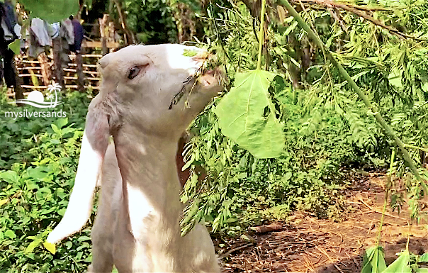 goat eating leaves off a tree