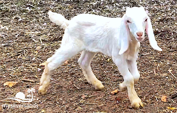 long ears white goat kid