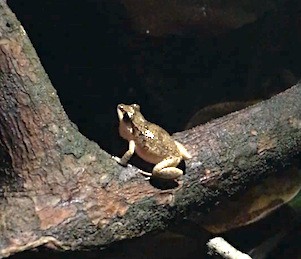 tree frog on a branch