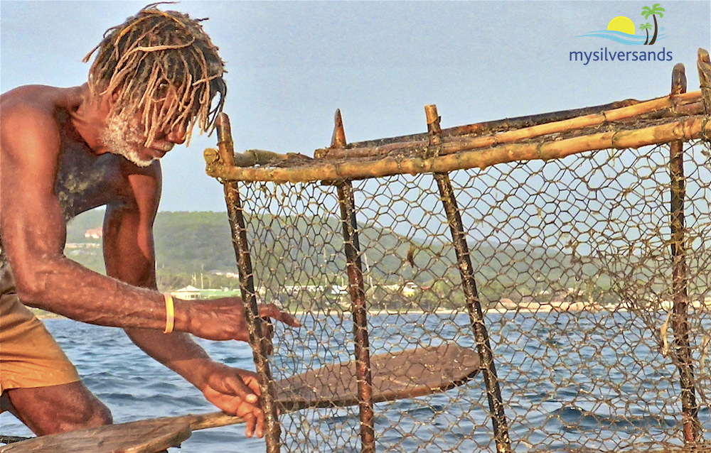 zion examine the fish pot