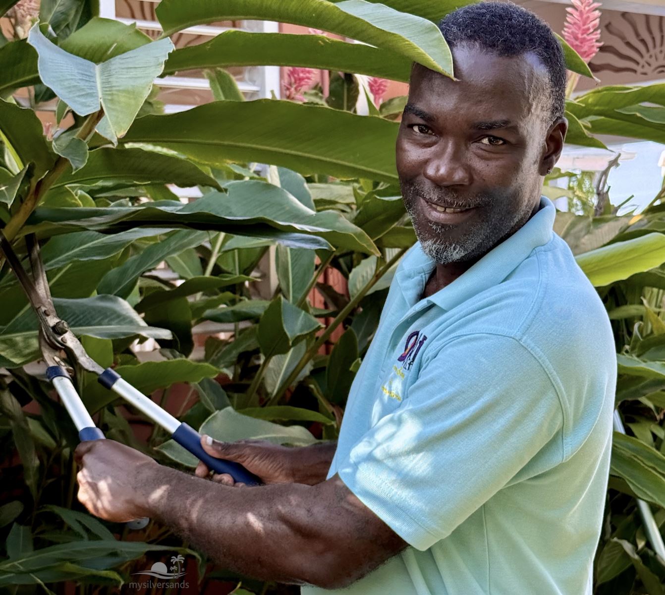 gardener/houseman trimming plants at summertime