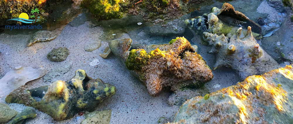 conch shells underwater