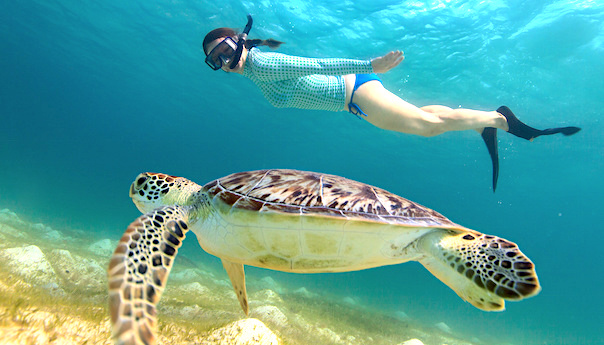 snorkel and turtle