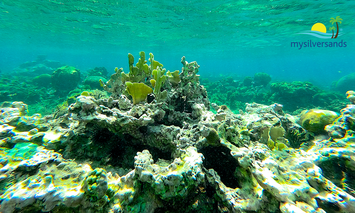 coral under the sea