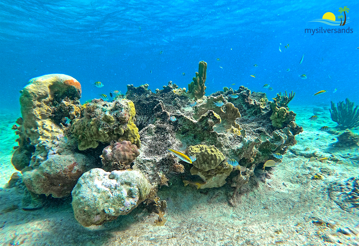 marine life on the coral reef