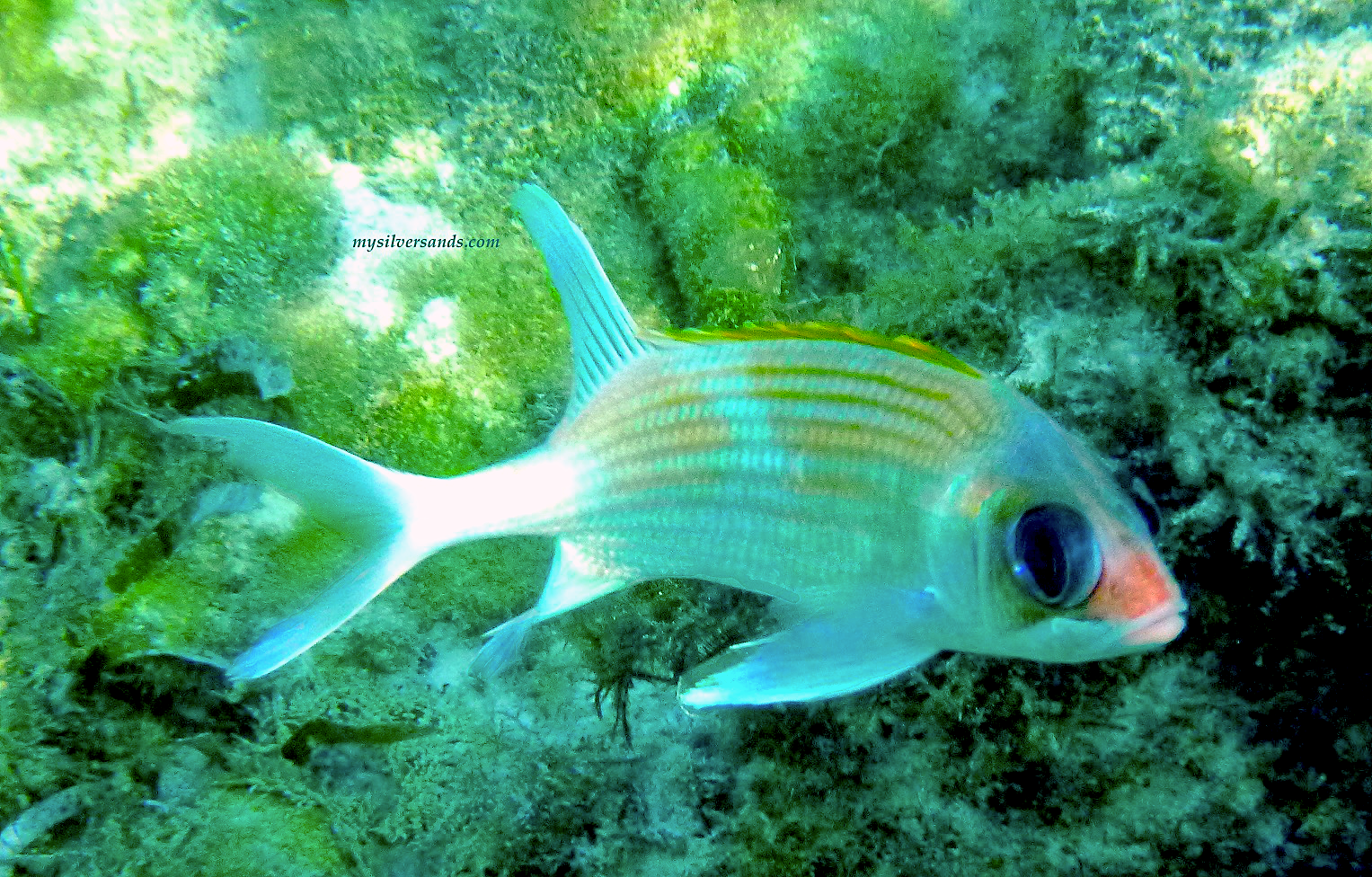 red fish undersea