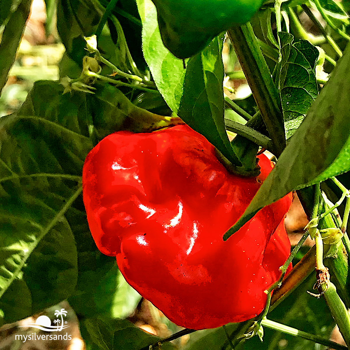 scotch bonnet pepper