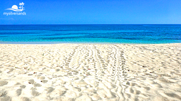 turtle tracks on the harmony cove beach