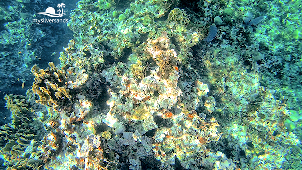 coral reef from the kayak