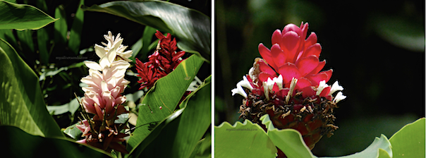 ginger lilies