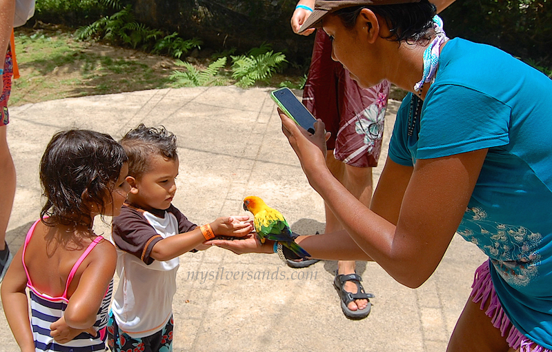 kids feeding parrots