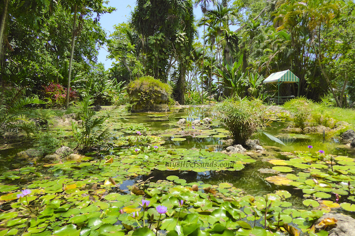 lily pond