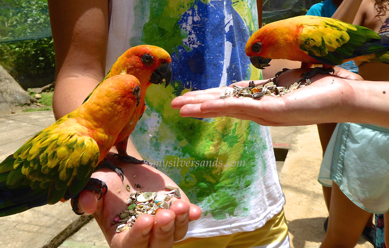 feeding parrots in palms