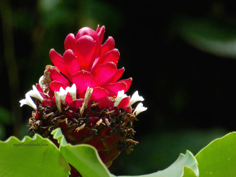 torch plant