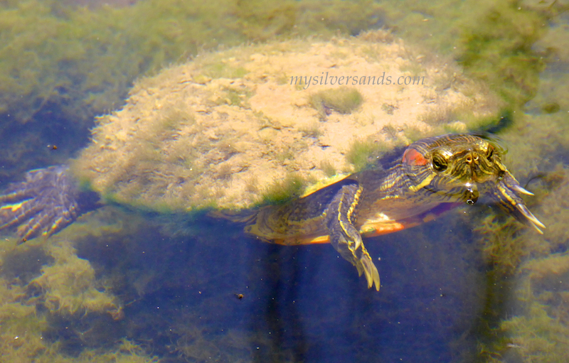 turtle in pond