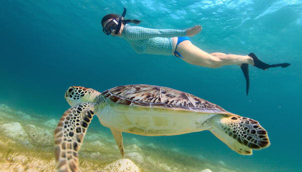 Young girl snorkeling with sea turtle