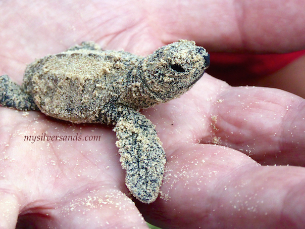 baby turtle in hand