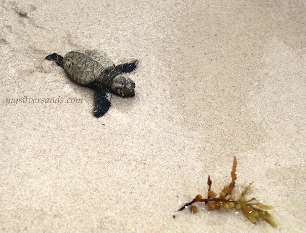baby turtle running down the beach