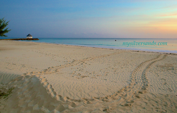 turtle tracks at silver sands beach jamaica