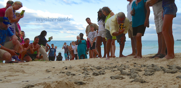 corridor formed by guests as turtles head to the sea