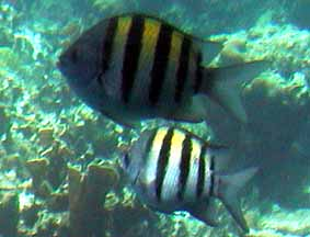 undersea tour at the Montego Bay Marine Park.