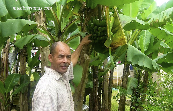 michael stewart pointing to bananas on tree at his home near silver sands villas jamaica