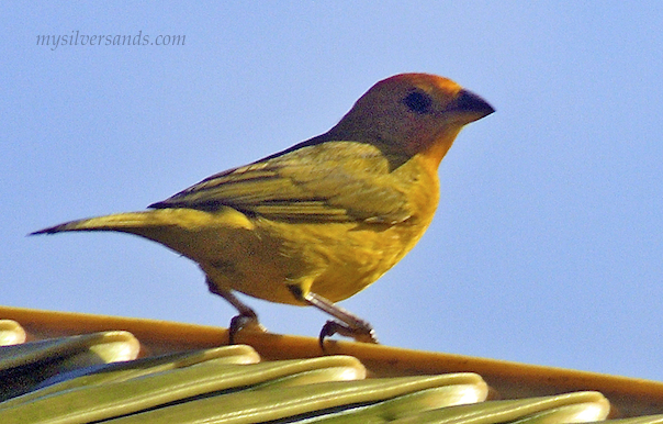 yellow canary on coconut branch at silver sands beach jamaica