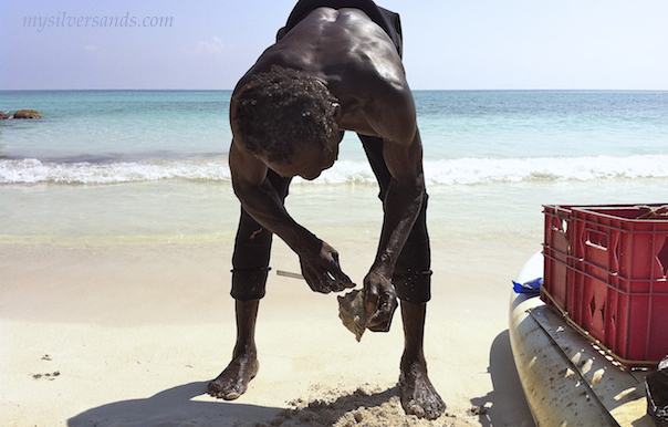 conch man,sunshine, cleaning shell on beach at silver sands jamaica