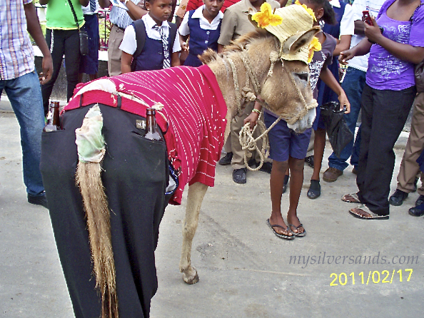 dressed-up donkey with rum bottles in his back pockets falmouth cruise ship day