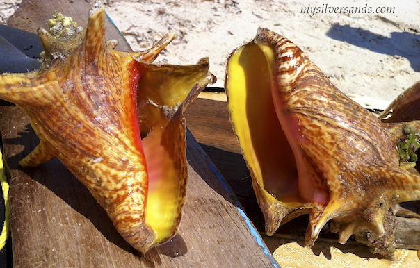 grass conch harvested by shine at silver sands jamaica