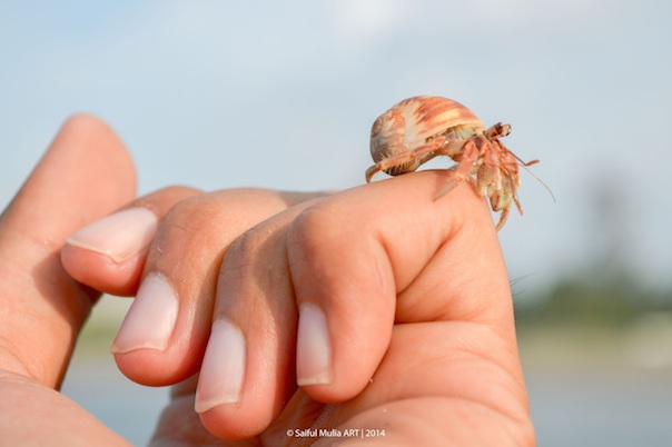 hermit crab